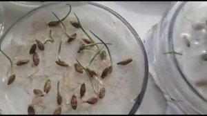 Результаты по всхожести ячменя