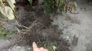 Удобрение Яра Мила под корень томата. Мой опыт.