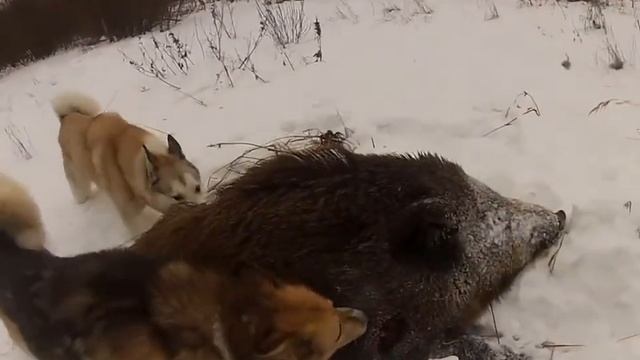 Охота на кабана! ГИГАНТСКИЙ кабан