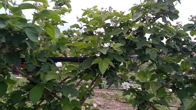 Сорт ежевики "Небеса могут подождать".Цветение. смотреть онлайн