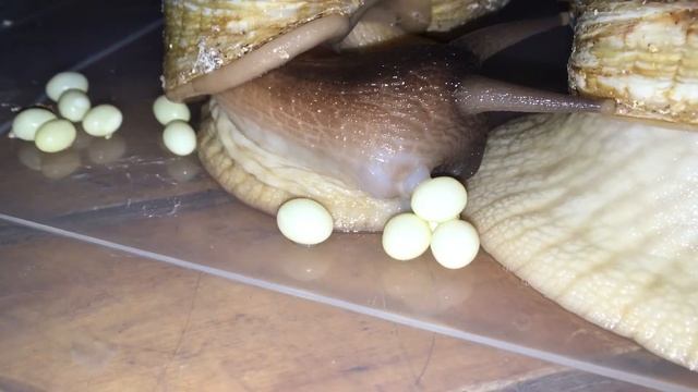 Кладка Ахатины. Ахатина ретикулята. Achatina reticulata смотреть онлайн