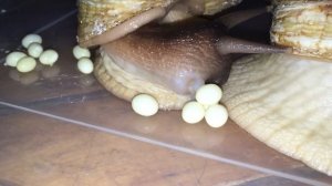 Кладка Ахатины. Ахатина ретикулята. Achatina reticulata