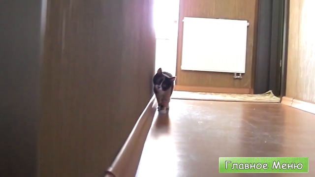 Котэ Атакует Симулятор Кота
