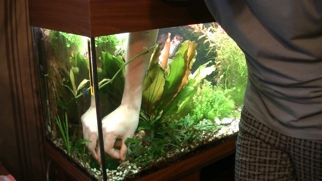 #Moss Крепление мха. Используем часть от старого пластикового растения. смотреть онлайн