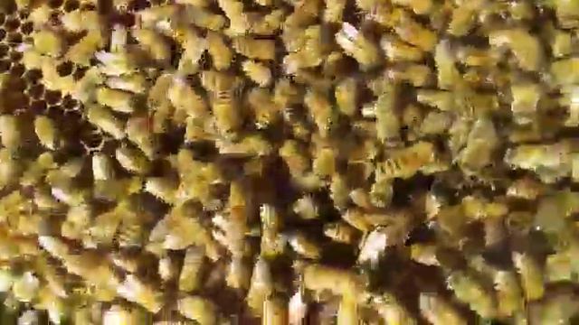 Núcleo buckfast Andrés de León смотреть онлайн