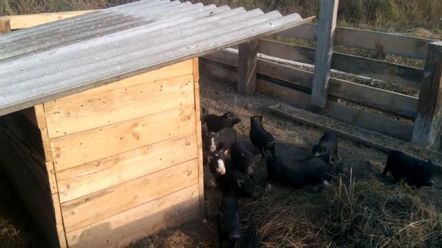 Вьетнамские поросята (опорос 2015 года) 80 штук смотреть онлайн