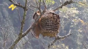 Пчелоед - хищная птица враг пчел! Bird eats bees