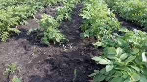Фреза для обработки междурядий мотоблоком