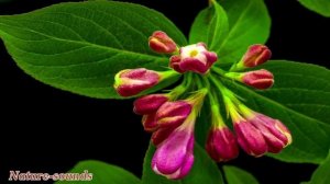 Самая красивая мелодия в мире... Я плакала, когда услышала эту песню! Эту музыку можно слушать вечн