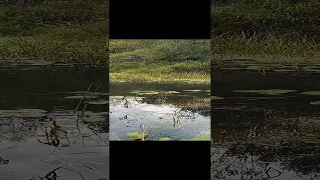 Природа Сибири