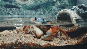 Радужный краб