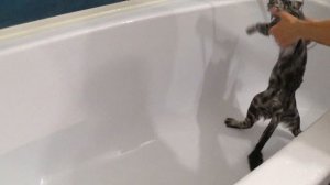 Симба купается в ванной #котики #видеодлядетей