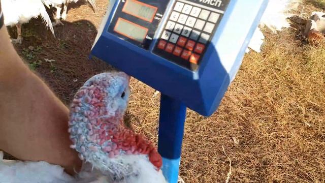 Индюки породы БИГ 6, вес в шесть месяцев. смотреть онлайн