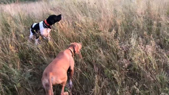 Дакс. Пойнтер, работа с разворота смотреть онлайн