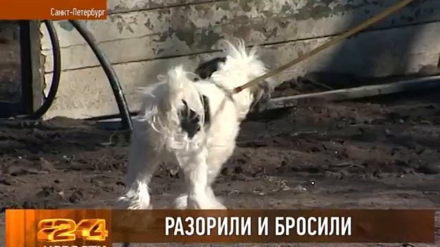 Разорили и бросили смотреть онлайн