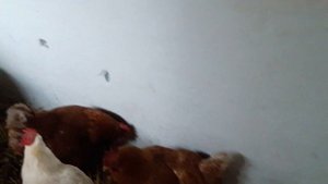 КАНИБАЛИЗМ у КУР методы профилактики