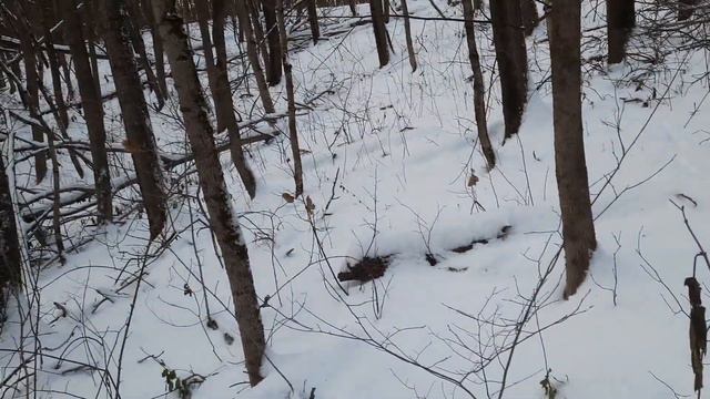 Уникальные кадры из жизни лесных животных. Охота на фотоловушку. смотреть онлайн