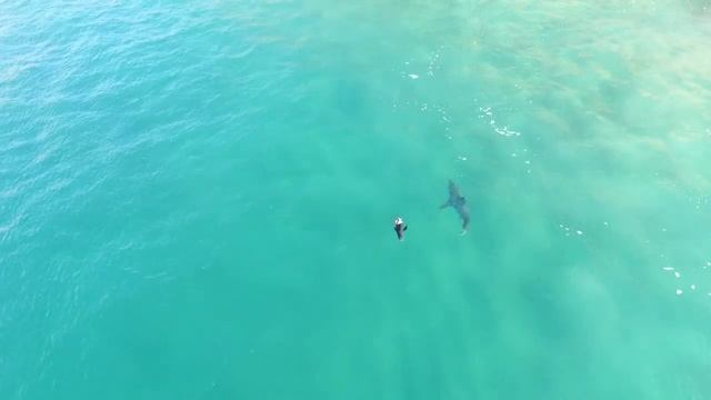 Great White sighting at Plettenberg Bay смотреть онлайн