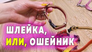 Что лучше для шпица обычный ошейник, ошейник с круглым сечением, шлейка. Делимся личным опытом