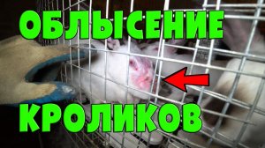 ОБЛЫСЕНИЕ КРОЛИКОВ