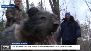 Пёс, которого нашли на цепи в Шарташском лесопарке, вернулся к хозяину