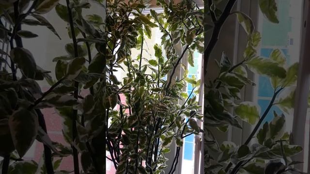 Красивейшее комнатное растение-бересклет японский с вариегатными листьями