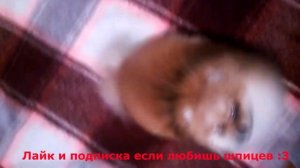 Шпиц померанский СМЕШНОЙ! очень милый лает и слушает хозяйку :) приколы щенок немецкий белый рыжий