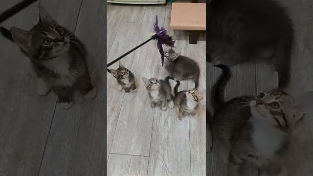 Позитивчики