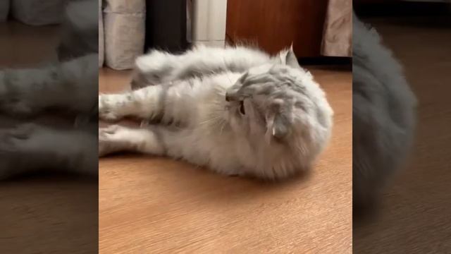 Игрушка с кошачьей мятой
