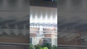 Моя подсветка для пеларгоний.