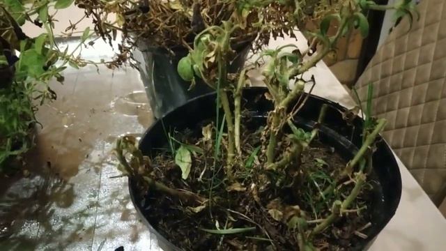 Где прячутся семена петунии? / Как получить бесплатные семена смотреть онлайн