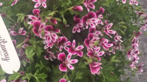 Mosquitaway Eva - Angel Pelargonium