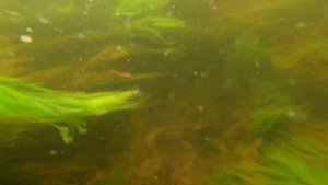 Охота на Раков Рефтинский l канал Ноя