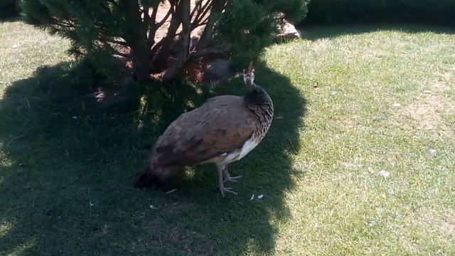 Модный павлин / Fashionable Peacock смотреть онлайн