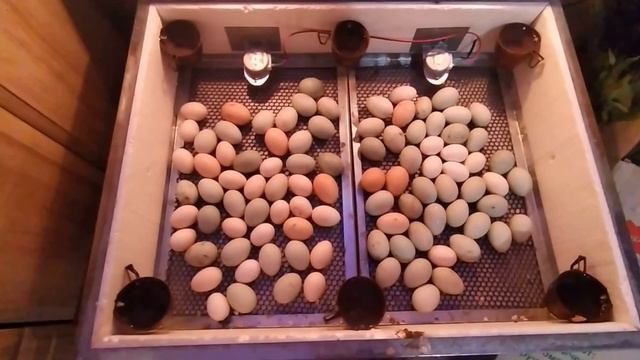 Инкубатор для яиц. Температура и влажность. смотреть онлайн