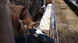 Как поить водой бычков