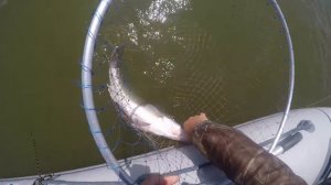 Ловля судака на джиг в летнюю жару. Трофейный судак "затрешник"