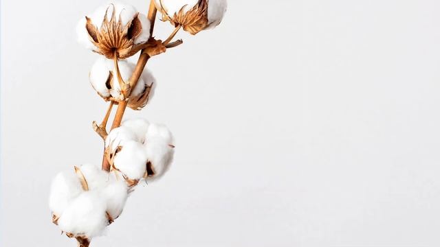 ПЛАТЬЯ, ОТ КОТОРЫХ НЕ ОТОРВАТЬ ВЗГЛЯД! Платья из белого хлопка