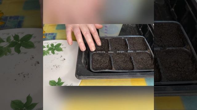 70.Посадка семян лобелии ✌️?? смотреть онлайн