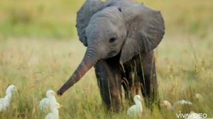 Песня мамонтенка. Песня про маму