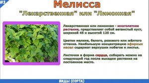 МЕЛИССА описание, другое название, виды (сорта), как выглядит, где растет | ЛИМОННАЯ МЯТА = МЕЛИССА