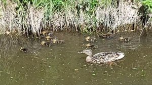 Дикие уточки на нашем ручье  #утки #утята  #выводок_утят