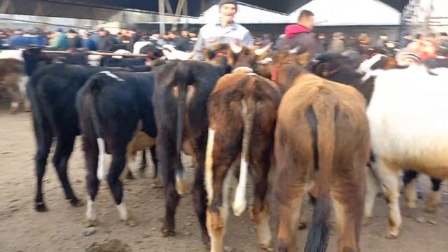 Молбозор Худжанд Гулакандоз Шанбе Букахои Сементал чёрный пёстер Гольштин Майдаву Калон Наваор кард