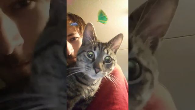 Funny cat snapchat reaction