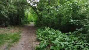 Утренняя прогулка по лесу * Птицы поют утром, лай собак на рассвете * Звуки природы * Пение птиц.