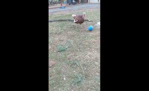 Индюк играет в мяч