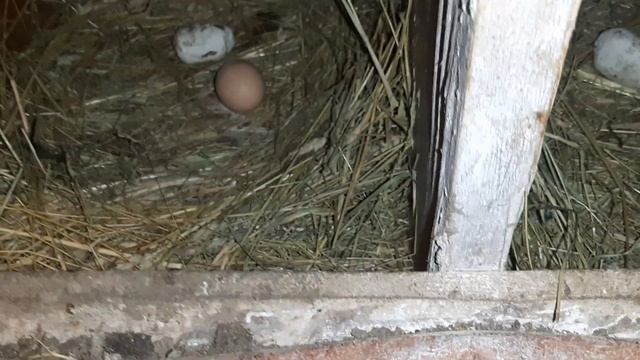 Сбор яиц! Количество радует особенно! #сборяиц #курынесушки #chick #куры #петух #курятник смотреть онлайн