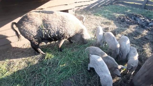 ПОРОСЯТАМ 5 НЕДЕЛЬ. ЧЕМ КОРМИТЬ ЛЕТОМ. ВЕНГЕРСКАЯ МАНГАЛИЦА.