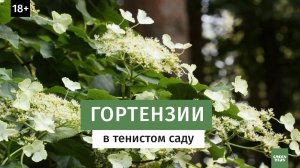 Гортензии в тенистом саду. Виды гортензии, сорта и уход.