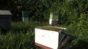 Новая порода пчел: "АДСКАЯ СМЕСЬ" Второй осмотр пчелопакета, попытка осмотра! Не повторять, ОПАСНО!